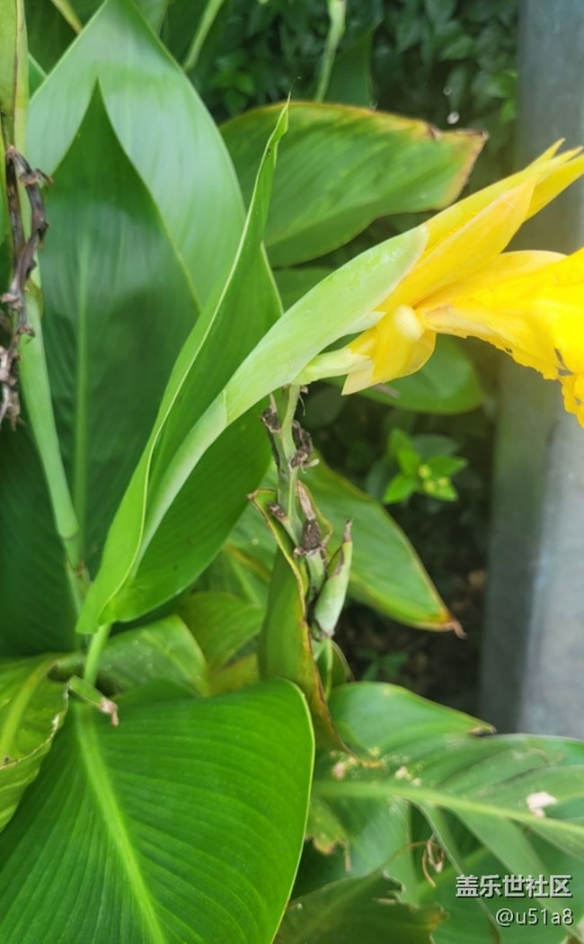 【Galaxy影像】第一期+美人蕉