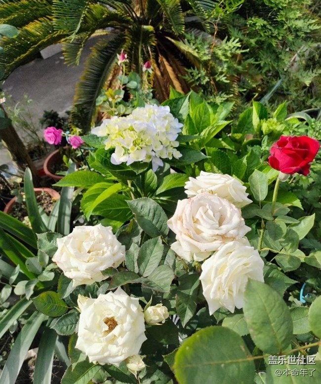 【Galaxy影像】第一期+漂亮的花兒