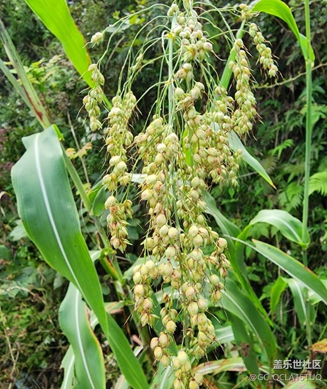 【金色秋天】高粱熟了