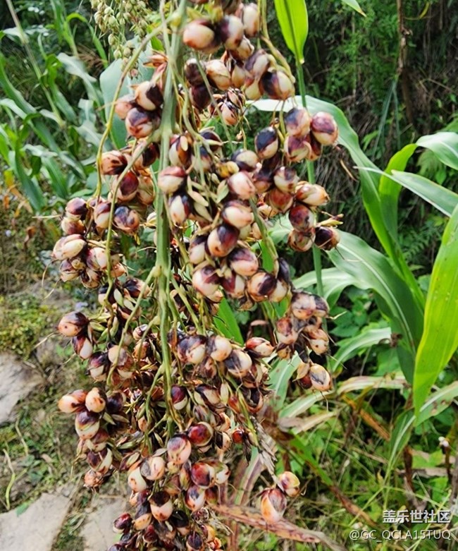 【金色秋天】高粱熟了