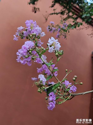 【美好遇見】禪意花園