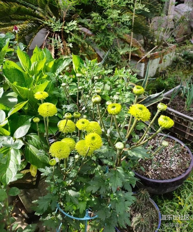 【Galaxy影像】第一期+漂亮的花兒