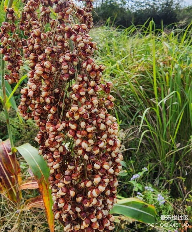 【金色秋天】高粱熟了