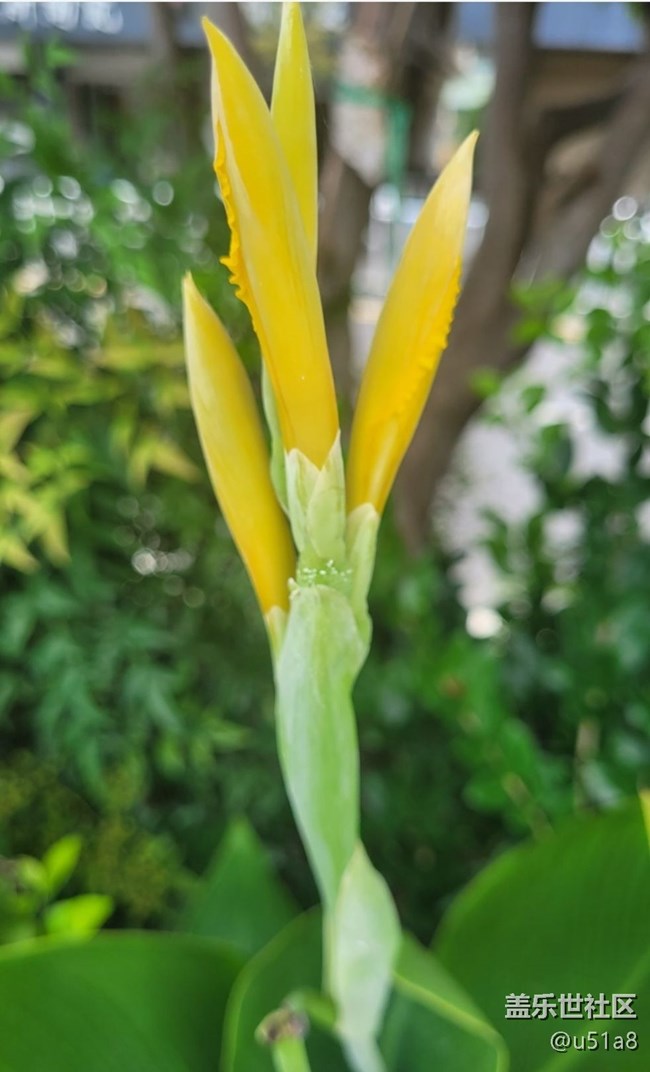 【Galaxy影像】第一期+美人蕉