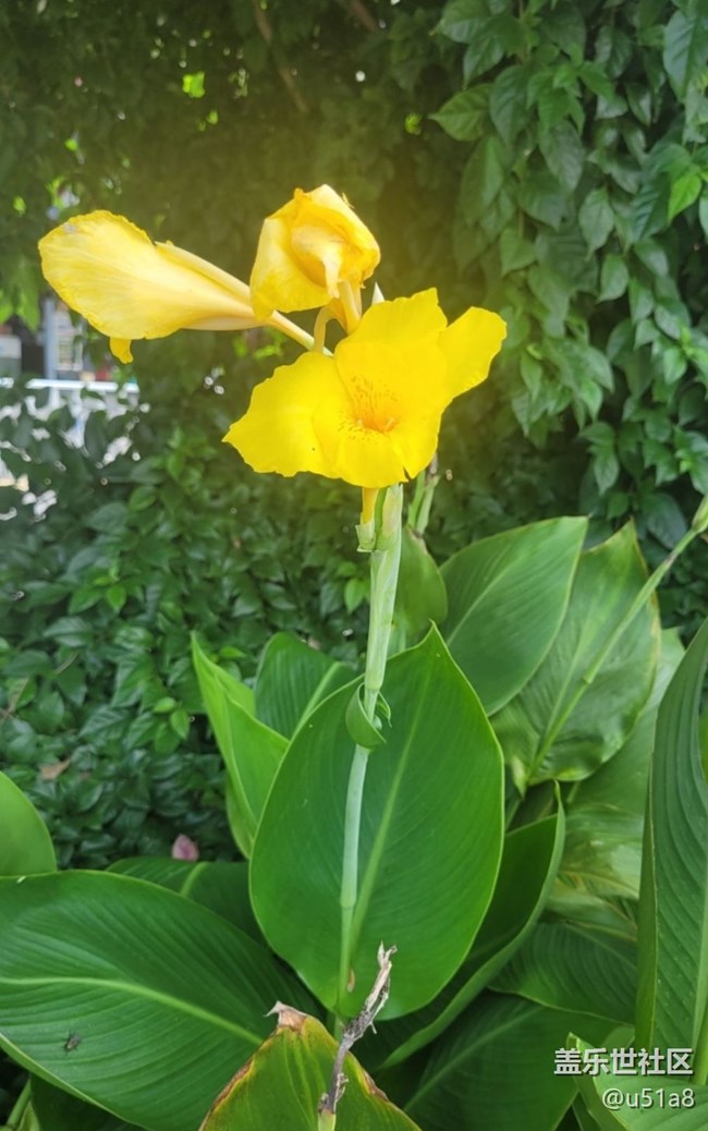 【Galaxy影像】第一期+美人蕉