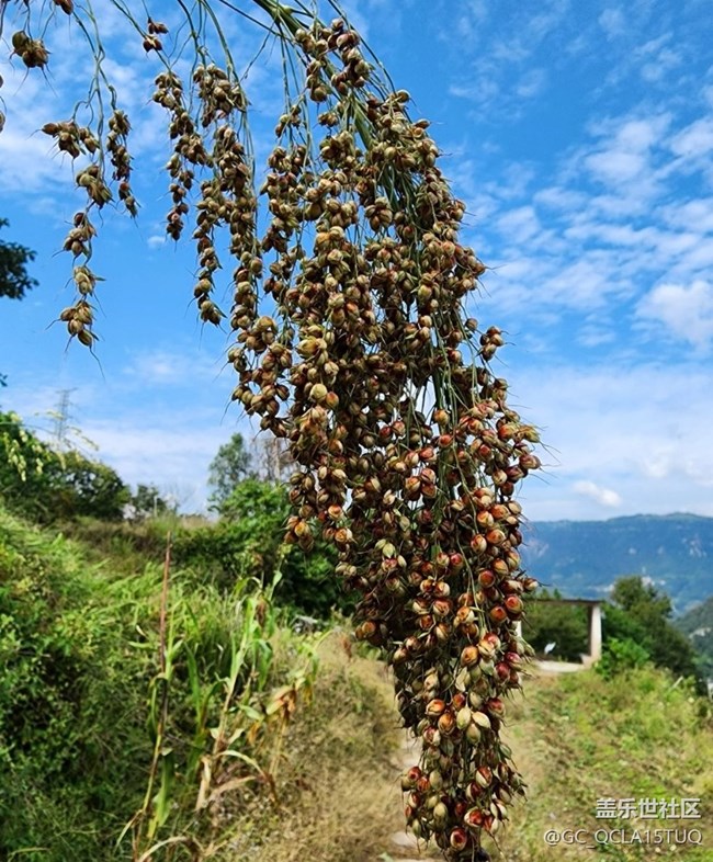【金色秋天】高粱熟了