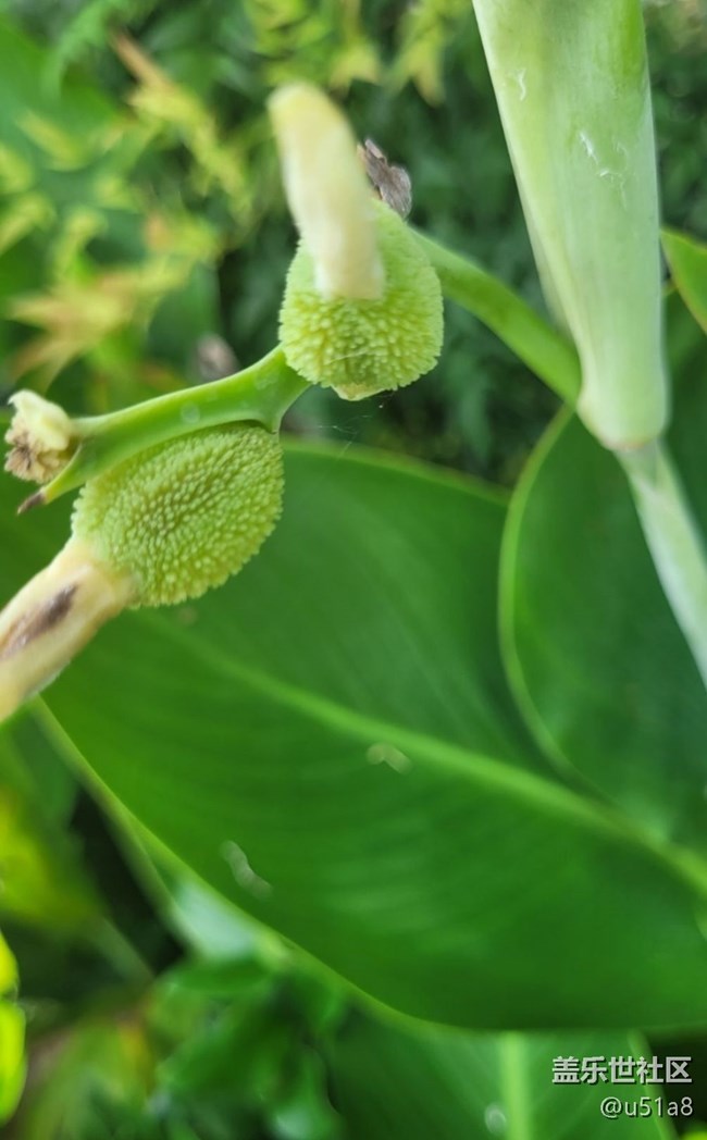 【Galaxy影像】第一期+美人蕉