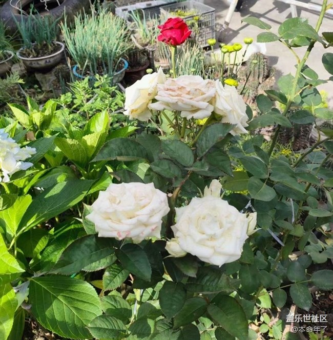 【Galaxy影像】第一期+漂亮的花兒