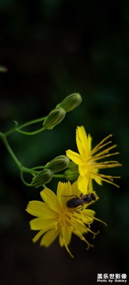 【金九銀十迎雙節(jié)】+微距攝影