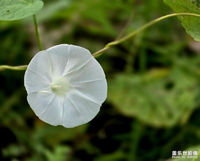 【美好遇見】白色牽牛花