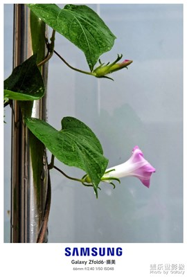 臺(tái)風(fēng)中的兩朵小花