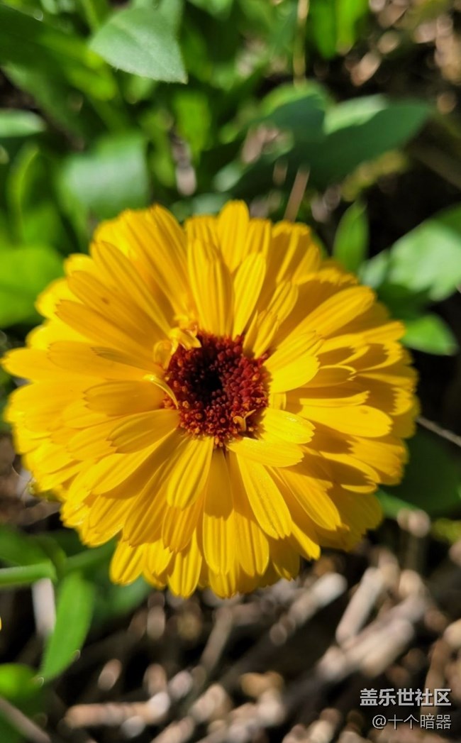 【Galaxy影像】第一期+金盞花