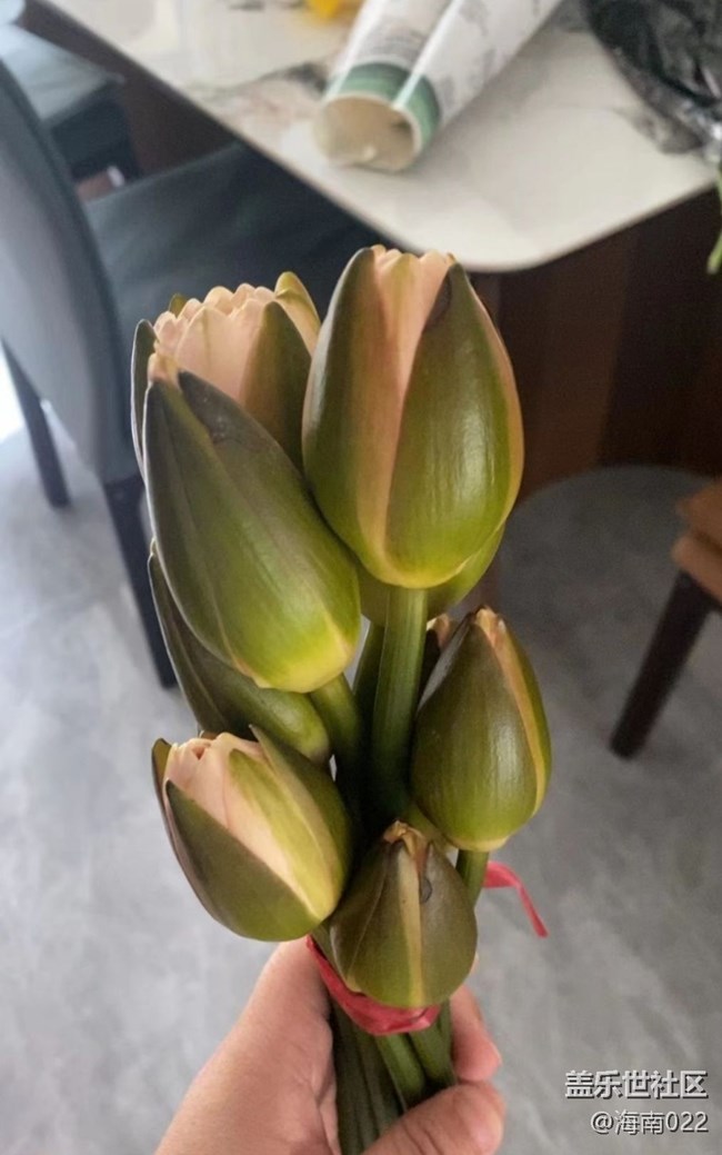 【Galaxy影像】第一期+養(yǎng)花