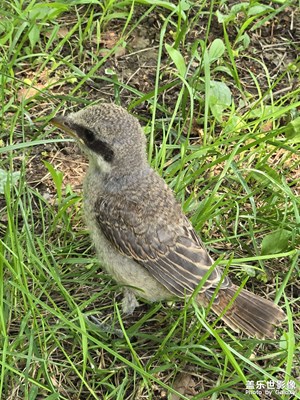 【美好遇見】+遇見小鳥