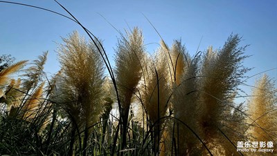 【美好遇見】草海