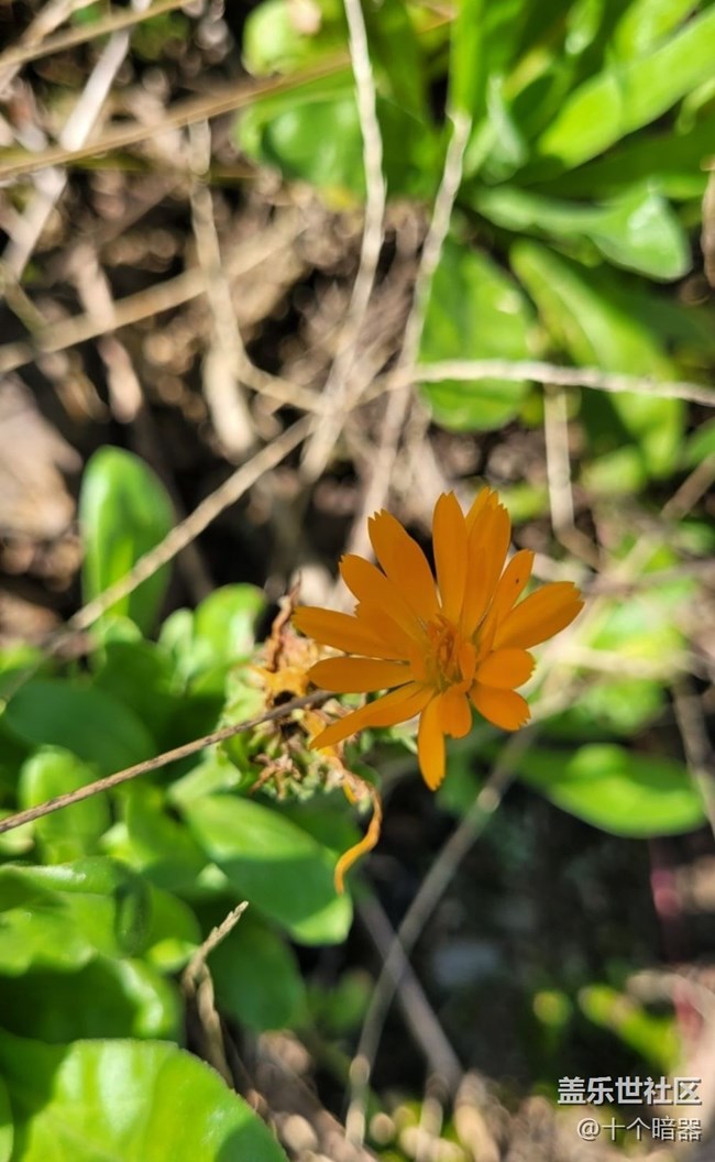 【Galaxy影像】第一期+金盞花