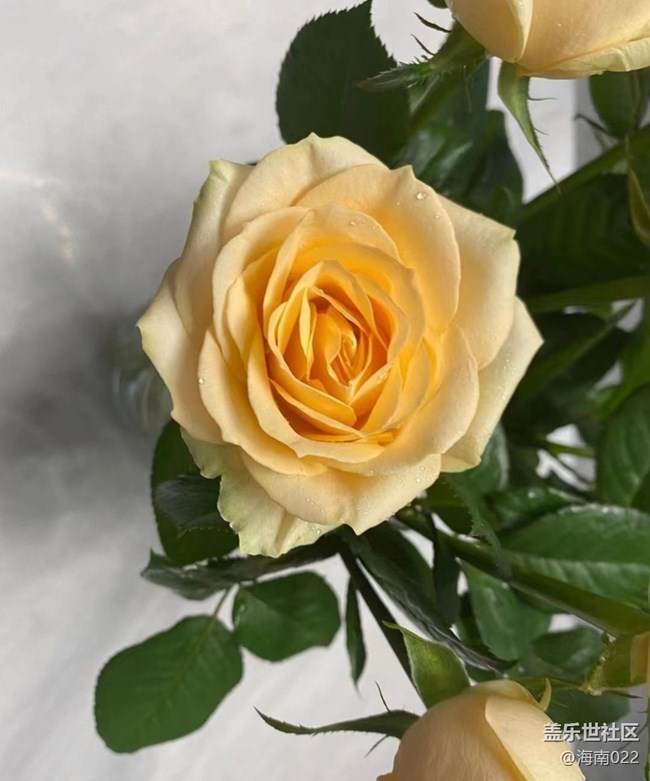 【Galaxy影像】第一期+養(yǎng)花