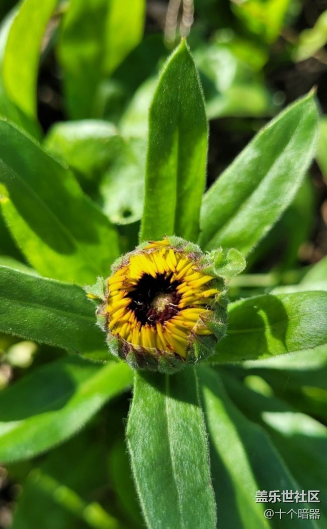 【Galaxy影像】第一期+金盞花