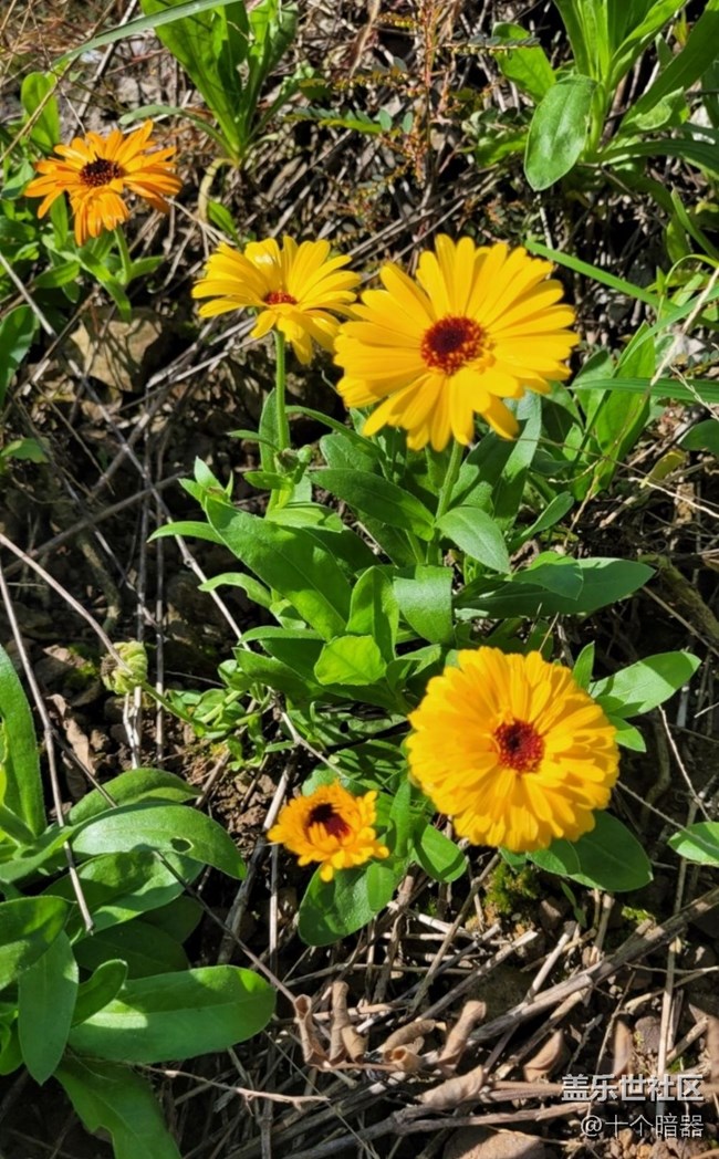 【Galaxy影像】第一期+金盞花