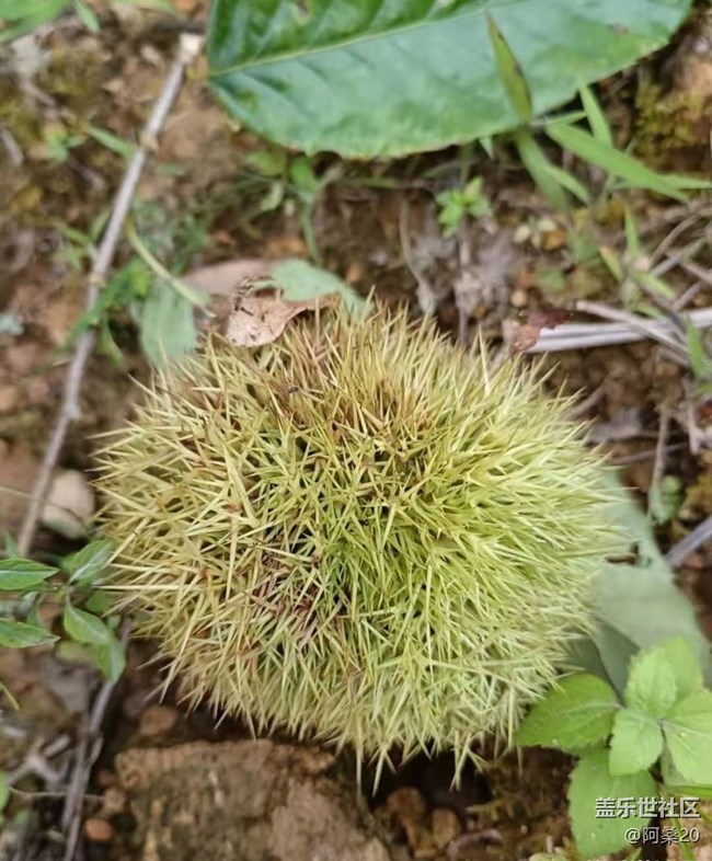 【金色秋天】撿板栗