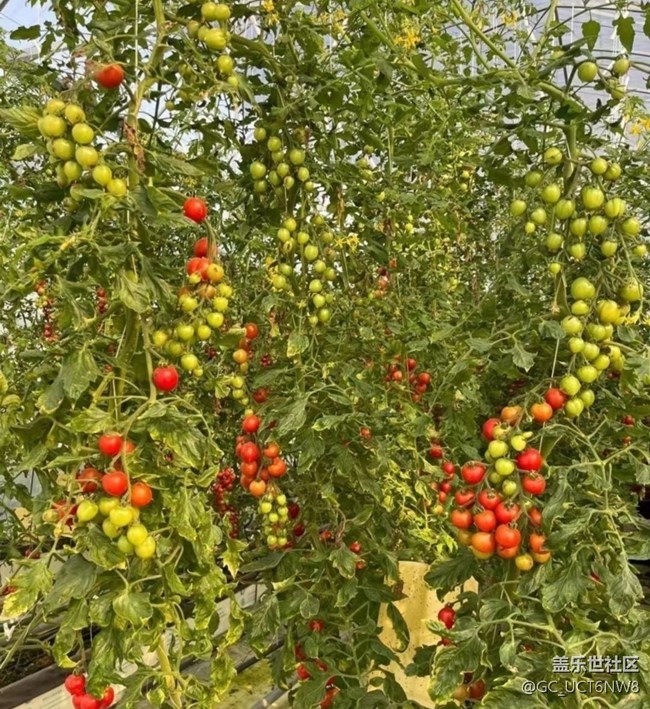 【Galaxy影像】第一期+小番茄