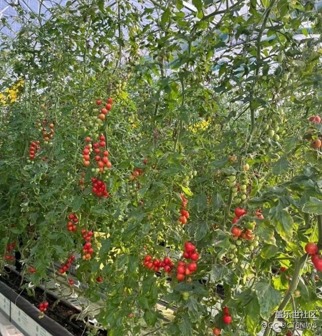 【Galaxy影像】第一期+小番茄