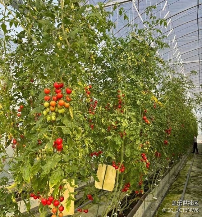 【Galaxy影像】第一期+小番茄