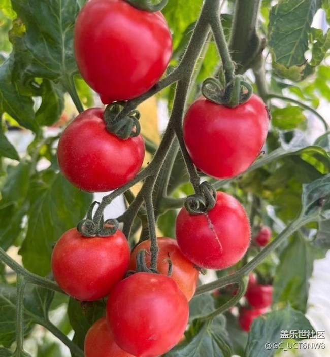 【Galaxy影像】第一期+小番茄