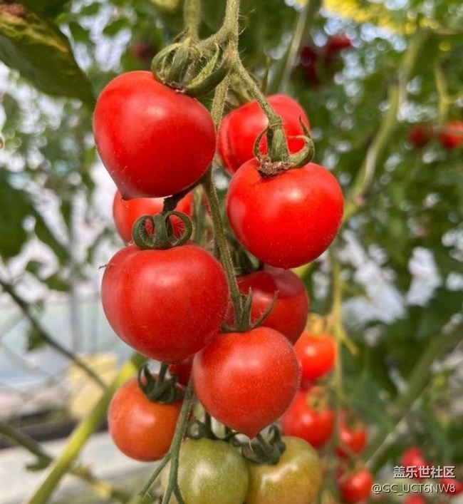 【Galaxy影像】第一期+小番茄