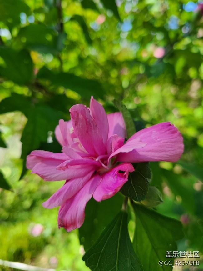 【 影像映團圓】+秋天的花