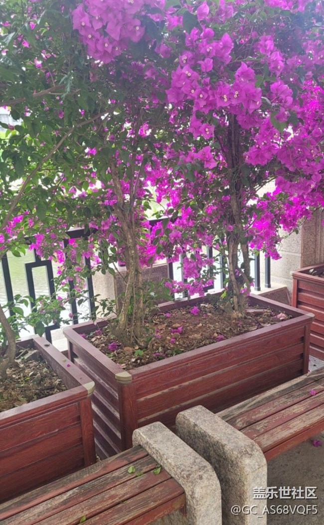 【Galaxy影像】第一期+葉子花