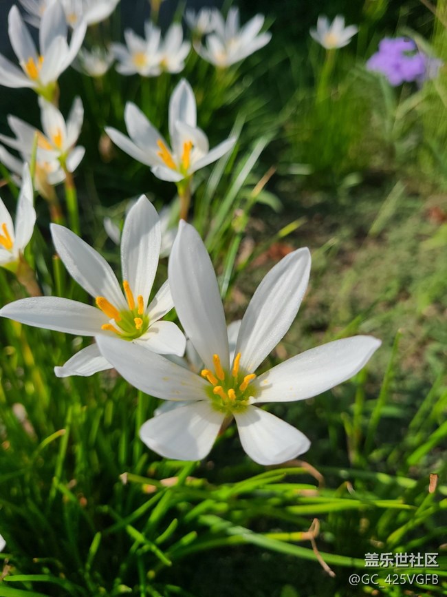 【 影像映團圓】+秋天的花