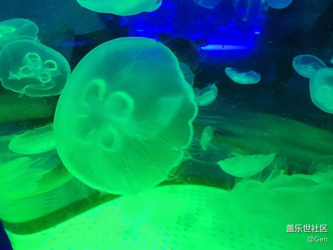 【海洋公園的動物們】9.22水族館的可愛動物之二