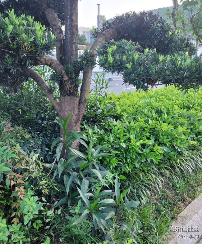 【Galaxy影像】第一期+青松