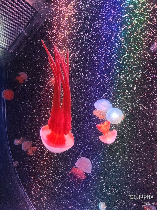 【海洋公園的動(dòng)物們】9.22水族館的可愛動(dòng)物