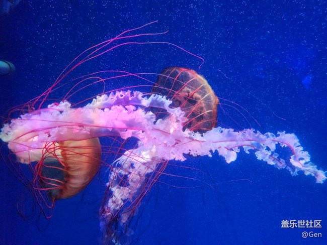 【海洋公園的動物們】9.22水族館的可愛動物之二