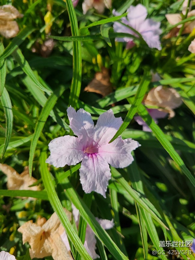 【一起來打卡秋天】+秋天好天氣