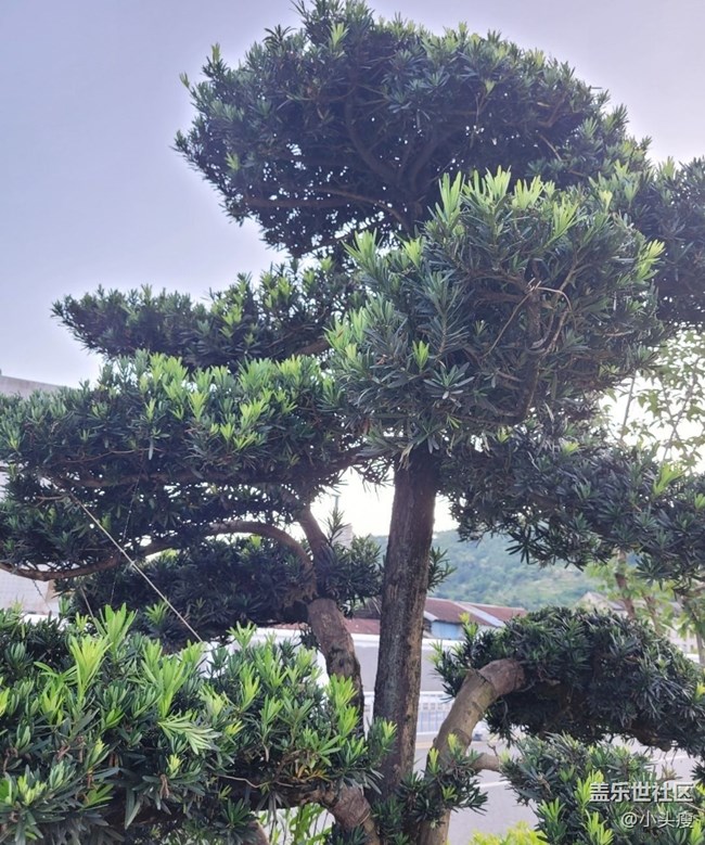 【Galaxy影像】第一期+青松