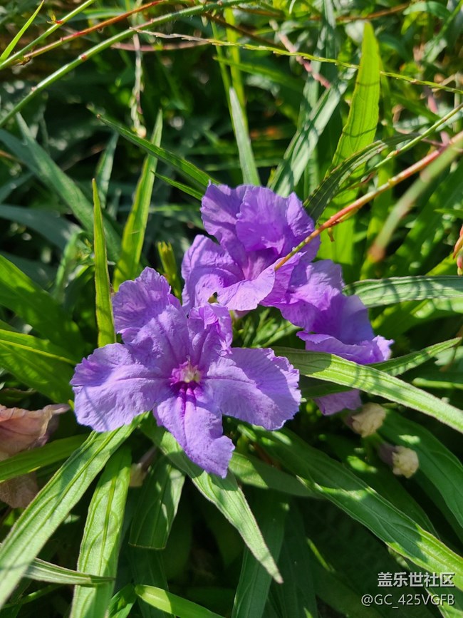 【一起來打卡秋天】+秋天好天氣