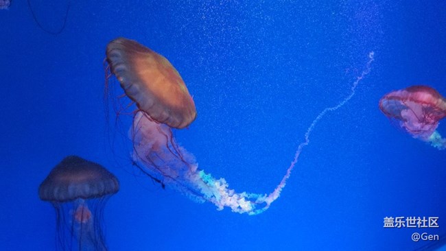 【海洋公園的動物們】9.22水族館的可愛動物之二