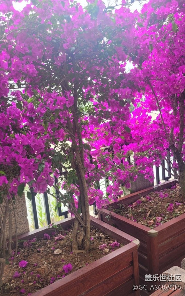 【Galaxy影像】第一期+葉子花