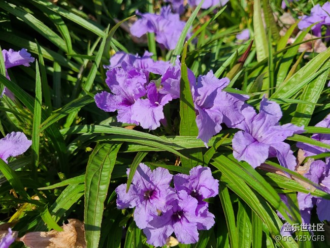 【 影像映團圓】+秋天的花