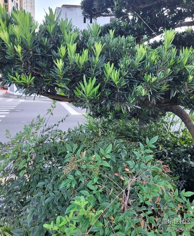 【Galaxy影像】第一期+青松