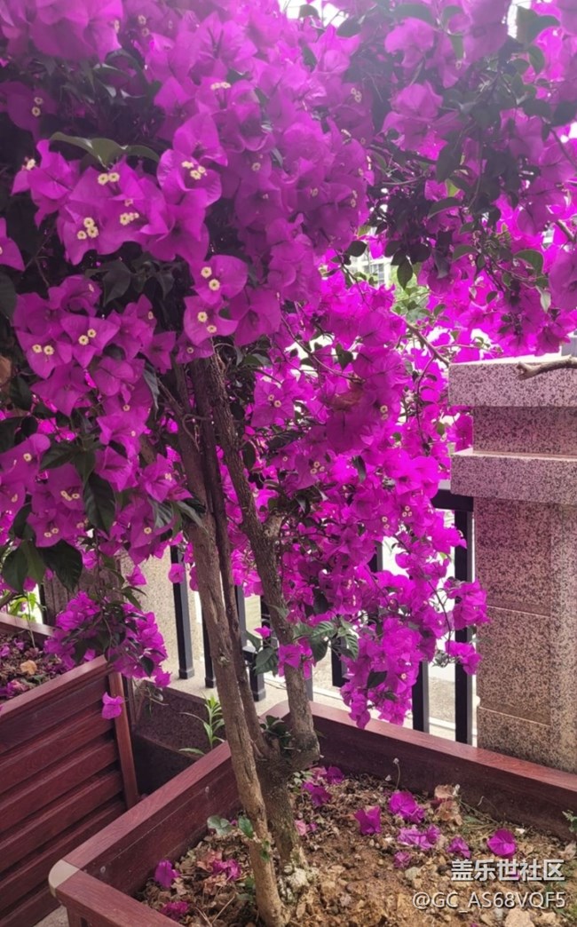 【Galaxy影像】第一期+葉子花