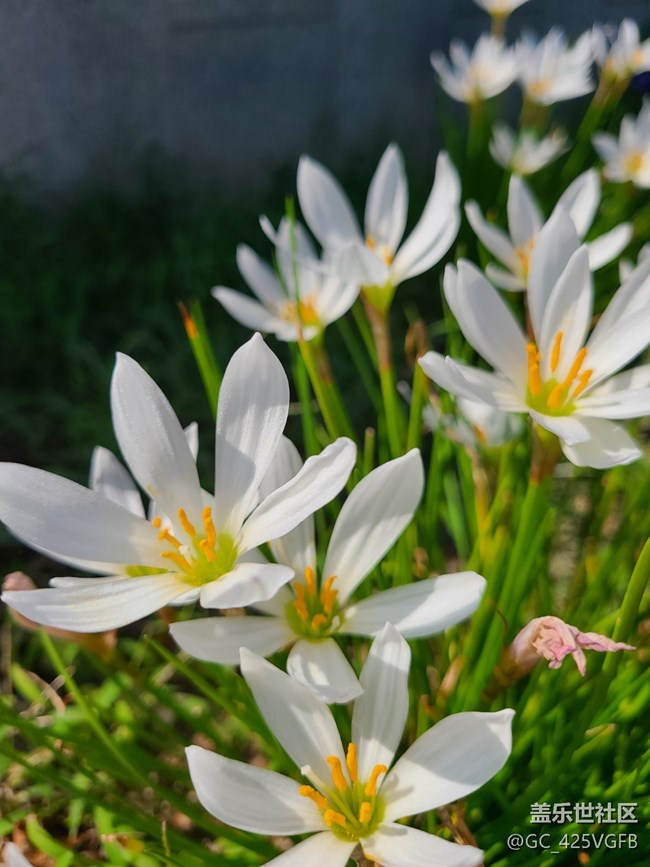 【 影像映團圓】+秋天的花