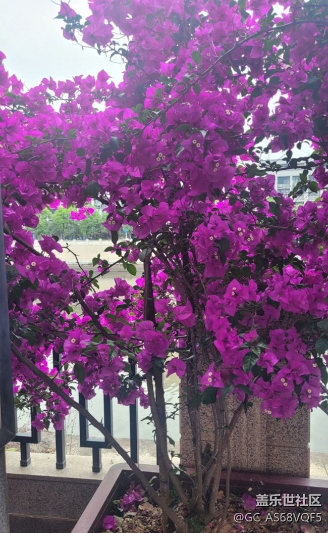 【Galaxy影像】第一期+葉子花