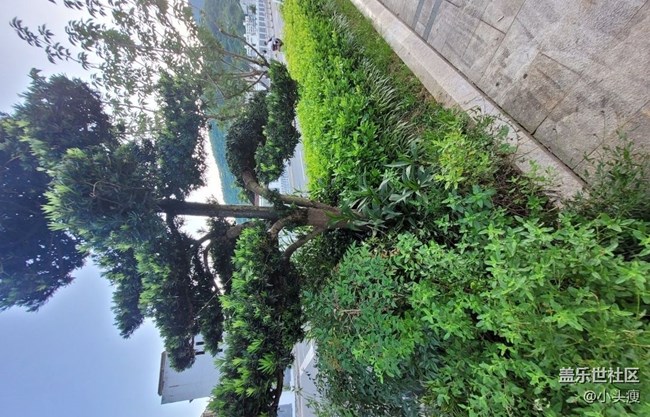 【Galaxy影像】第一期+青松