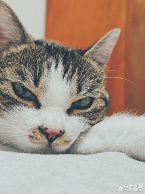 人類，這床是我的了！