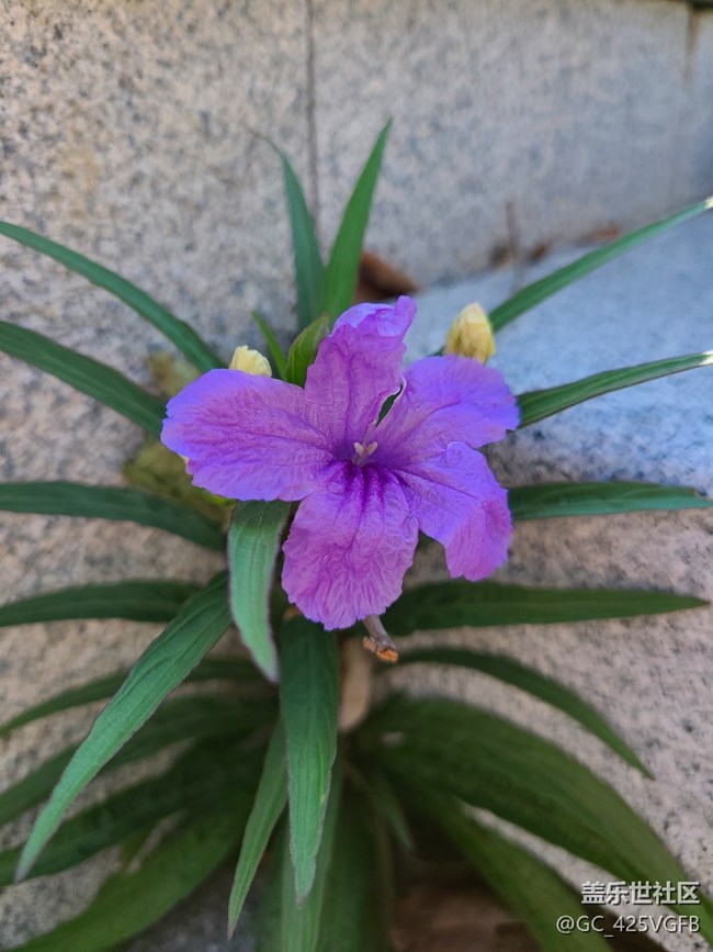 【 影像映團圓】+秋天的花