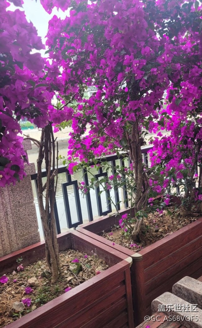 【Galaxy影像】第一期+葉子花